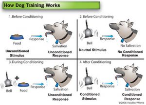 how-dog-training-works
