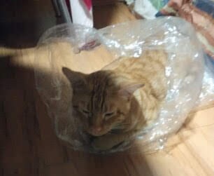 honey-in-plastic-bag-crop